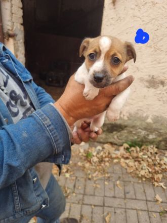 6 süße Jack Russell Terrier Welpen zu verkaufen