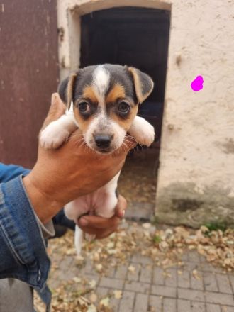 6 süße Jack Russell Terrier Welpen zu verkaufen