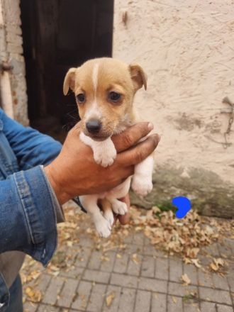 6 süße Jack Russell Terrier Welpen zu verkaufen