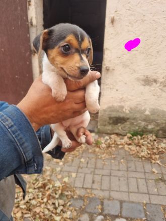 6 süße Jack Russell Terrier Welpen zu verkaufen
