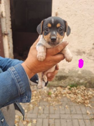 6 süße Jack Russell Terrier Welpen zu verkaufen