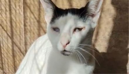 Schmusekater Duende sucht ein Für-Immer-Zuhause