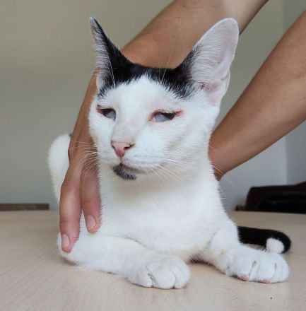 Schmusekater Duende sucht ein Für-Immer-Zuhause