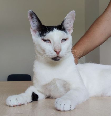 Schmusekater Duende sucht ein Für-Immer-Zuhause