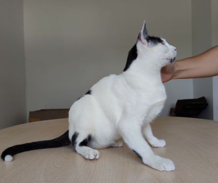 Schmusekater Duende sucht ein Für-Immer-Zuhause