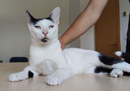 Schmusekater Duende sucht ein Für-Immer-Zuhause