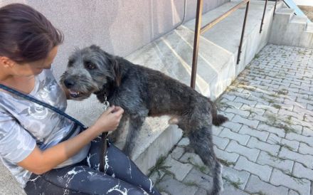 Freundlicher und charmanter Rüde Moreno sucht warmes Körbchen