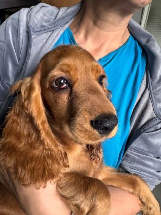 Cocker Spaniel