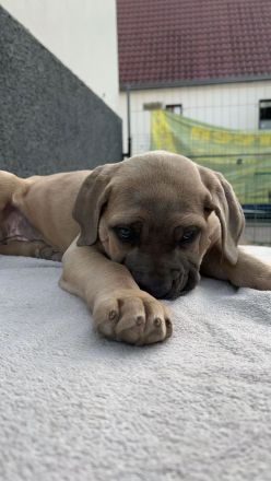 Cane Corso Welpe
