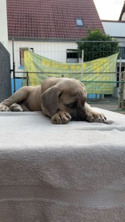 Cane Corso Welpe