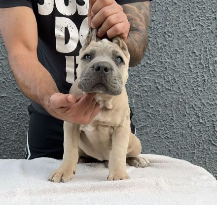 Cane Corso Welpe