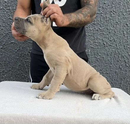 Cane Corso Welpe