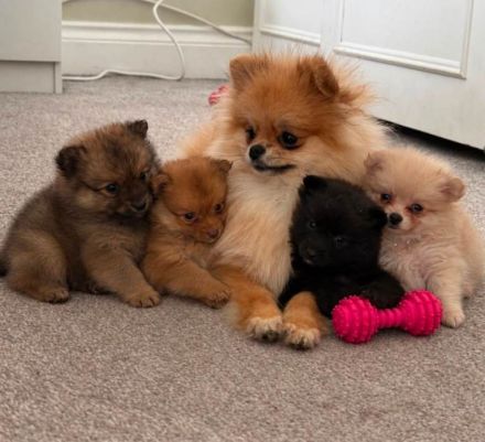 wunderschöne Pomeranian Zwergspitz