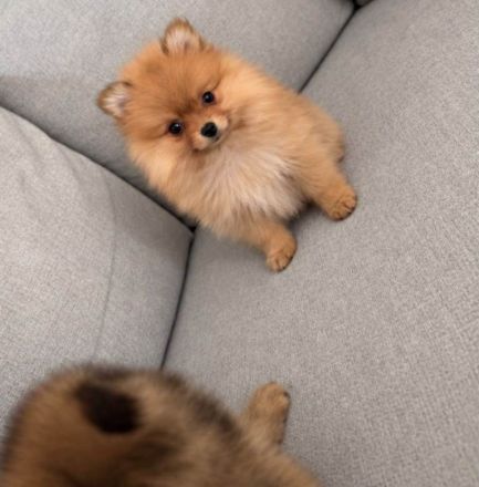 wunderschöne Pomeranian Zwergspitz
