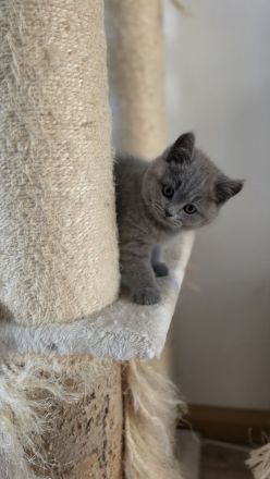 5 reinrassige BKH-Kätzchen(Mädchen, Blau) suchen ein liebevolles Zuhause