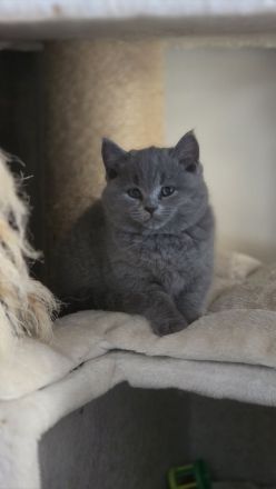 5 reinrassige BKH-Kätzchen(Mädchen, Blau) suchen ein liebevolles Zuhause