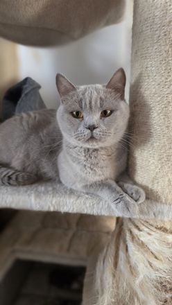 5 reinrassige BKH-Kätzchen(Mädchen, Blau) suchen ein liebevolles Zuhause