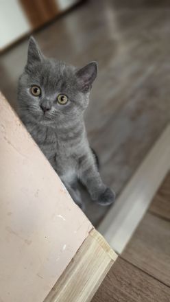 5 reinrassige BKH-Kätzchen(Mädchen, Blau) suchen ein liebevolles Zuhause