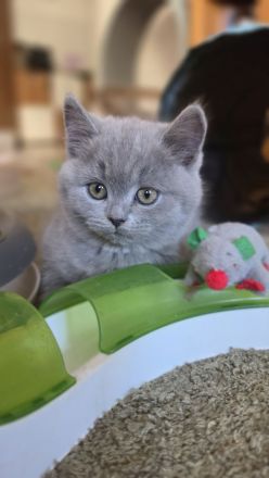 5 reinrassige BKH-Kätzchen(Mädchen, Blau) suchen ein liebevolles Zuhause