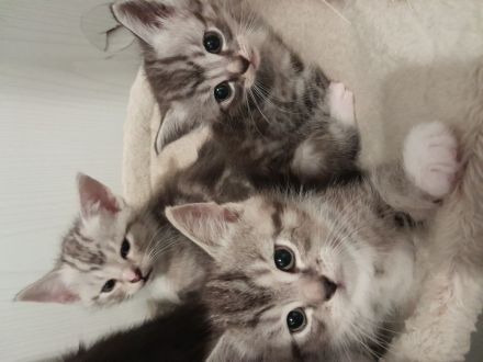 BKH Baby Katzen MIX zu verkaufen