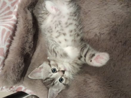 BKH Baby Katzen MIX zu verkaufen