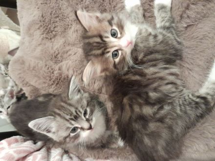 BKH Baby Katzen MIX zu verkaufen