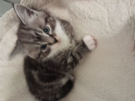 BKH Baby Katzen MIX zu verkaufen