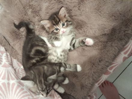 BKH Baby Katzen MIX zu verkaufen