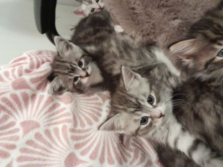 BKH Baby Katzen MIX zu verkaufen