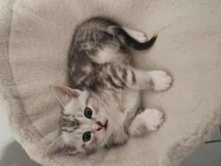 BKH Baby Katzen MIX zu verkaufen