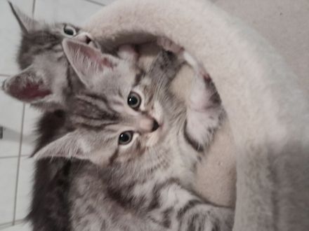 BKH Baby Katzen MIX zu verkaufen