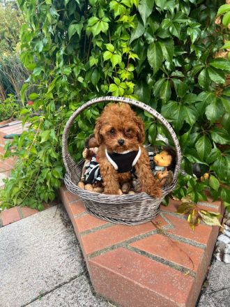Toypudel Asiatische Linie