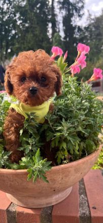 Toypudel Asiatische Linie