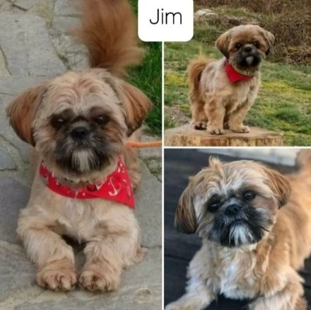 Shih-Tzu Malteser Welpen