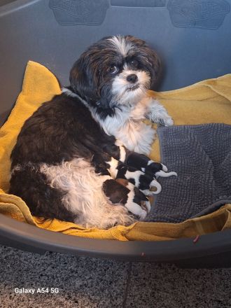 Shih-Tzu Malteser Welpen