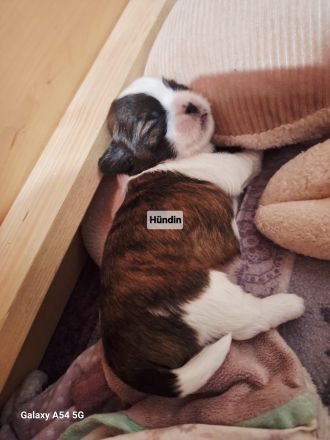 Shih-Tzu Malteser Welpen