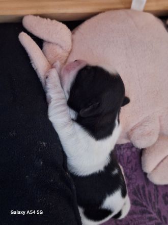 Shih-Tzu Malteser Welpen