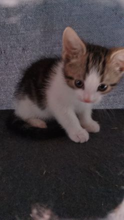 Baby Katzen