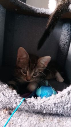 Baby Katzen