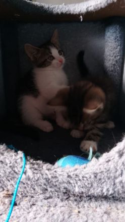 Baby Katzen