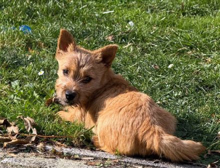 Liebevolle Norwich Terrier Hündin sucht ihr Traumzuhause