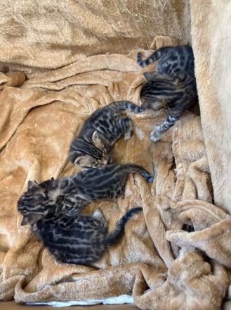 4 Bengal Kitten zur Abgabe ab Anfang Dezember