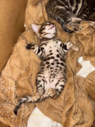 2 Wunderschöne Bengal Kitten im November abzugeben