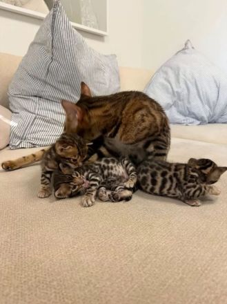 4 Bengal Kitten zur Abgabe ab Anfang Dezember