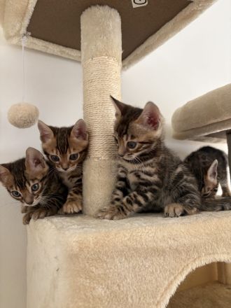 2 Wunderschöne Bengal Kitten im November abzugeben