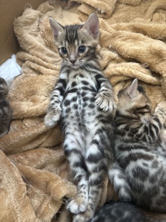 2 Wunderschöne Bengal Kitten im November abzugeben