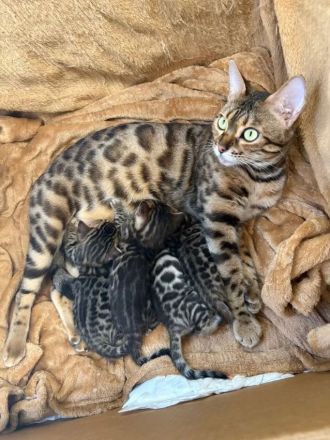 4 Bengal Kitten zur Abgabe ab Anfang Dezember