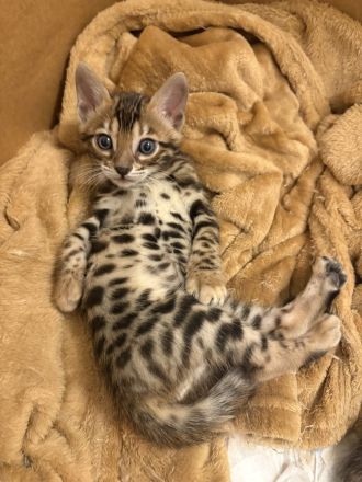 2 Wunderschöne Bengal Kitten im November abzugeben