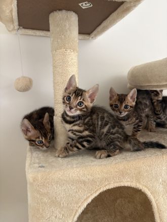 2 Wunderschöne Bengal Kitten im November abzugeben