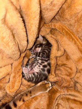 4 Bengal Kitten zur Abgabe ab Anfang Dezember